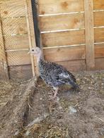 Kalkoen haan en hen., Dieren en Toebehoren, Pluimvee, Meerdere dieren, Kalkoen
