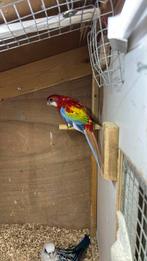 Koppel rosellas golden opaline, Dieren en Toebehoren, Meerdere dieren, Parkiet