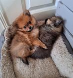 Pomeriaan puppies, 8 tot 15 weken, Meerdere, Meerdere dieren, Nederland