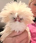 Prachtig grappig padua kuifhoen krulhaantje!, Dieren en Toebehoren, Pluimvee, Mannelijk, Kip