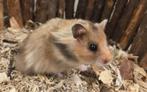 Jonge tamme goudhamsters (man) rechtstreeks van de fokker, Hamster, Mannelijk, Mei, Tam