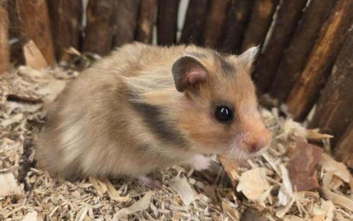 Jonge tamme goudhamsters (man) rechtstreeks van de fokker, Dieren en Toebehoren, Knaagdieren, Mannelijk, Hamster, Mei, Tam