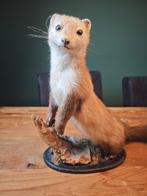 Opgezette marter – decoratief object/curiosa (oud preparaat), Ophalen, Zo goed als nieuw, Wild dier, Opgezet dier