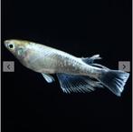 Mariage Kissing Wide-fin (Emerald-fin) Eitjes, Vis, Zoetwatervis