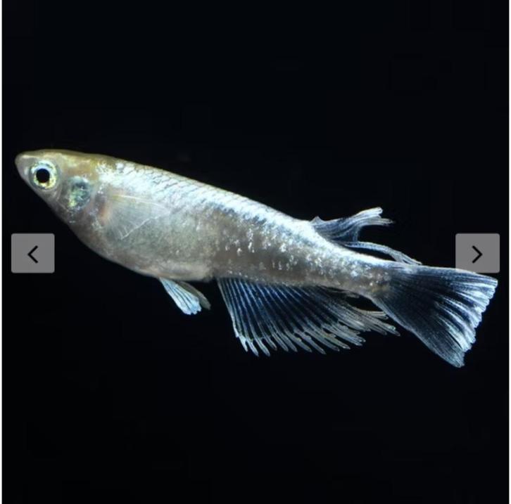 Mariage Kissing Wide-fin (Emerald-fin) Eitjes, Dieren en Toebehoren, Vissen | Aquariumvissen, Zoetwatervis, Vis