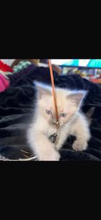 Een prachtig siammes baby te koop, Dieren en Toebehoren, Poes