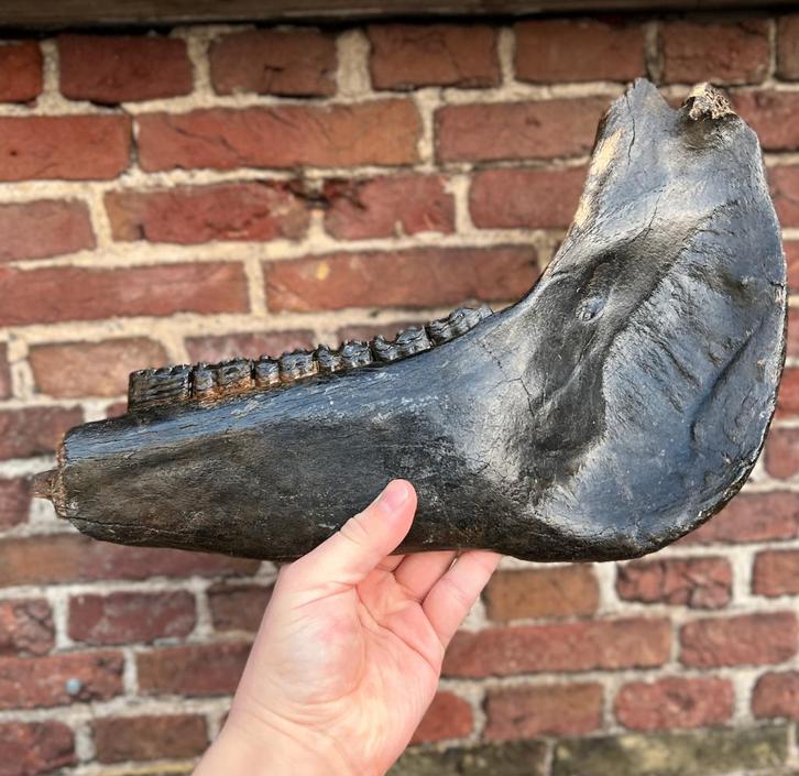 Oerpaard Kaak Noordzee Fossiel, Verzamelen, Mineralen en Fossielen, Fossiel, Ophalen of Verzenden