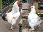 2 hanen beschikbaar/ wyandotte of zijdehoen / gratis ophalen, Dieren en Toebehoren, Mannelijk, Kip