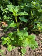 Citroenmelisse, Tuin en Terras, Planten | Tuinplanten, Ophalen, Vaste plant, Halfschaduw, Kruiden