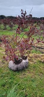 Blauwe bessen struiken - 2e keus! 7,50 / stuk - 10 voor 65,-, Ophalen, Overige soorten, Minder dan 100 cm