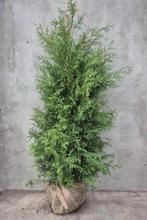 Thuja brabant, Ophalen of Verzenden, Conifeer, 100 tot 250 cm