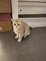 Britse Korthaar, Dieren en Toebehoren, Poes, Ontwormd