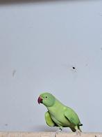 halsband parkiet, Dieren en Toebehoren, Vogels | Parkieten en Papegaaien, Geslacht onbekend, Parkiet, Geringd