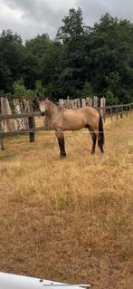 Prachtige valk Dpony te koop, Dieren en Toebehoren, Pony's, Gechipt, Springpony, 0 tot 2 jaar, Hengst