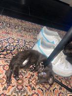 Kittens, Dieren en Toebehoren, Katten en Kittens | Overige Katten, Meerdere dieren, Kortharig, 0 tot 2 jaar