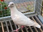 Postduiven, kleurpostduiven, Dieren en Toebehoren, Vogels | Duiven, Mannelijk, Postduif