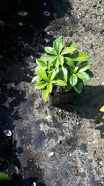 Pachysandra termilnalis, Ophalen, Overige soorten, Halfschaduw