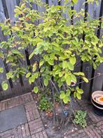 Meerstammige Krentenboom, Ophalen, Halfschaduw, Overige soorten, Lente