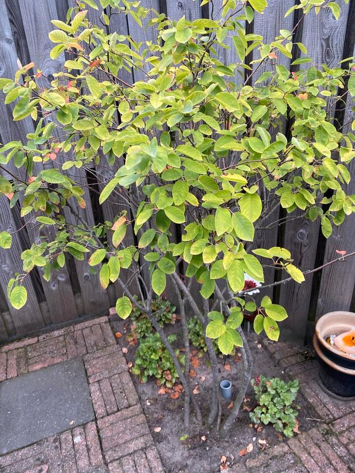 Meerstammige Krentenboom, Tuin en Terras, Planten | Bomen, Overige soorten, 100 tot 250 cm, Halfschaduw, Lente, Ophalen