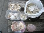 heel veel schelpen, Verzamelen, Mineralen en Fossielen, Ophalen, Schelp(en)
