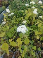 Hortensia verschillende soorten, Tuin en Terras, Planten | Tuinplanten, Overige soorten, Vaste plant, Ophalen of Verzenden, Halfschaduw