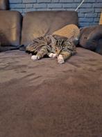 Minoes zoekt 4ever home, Poes