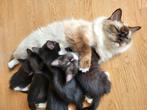 Nog 4 lieve ragdoll kittens halflang harig, Meerdere dieren, Ontwormd, 0 tot 2 jaar