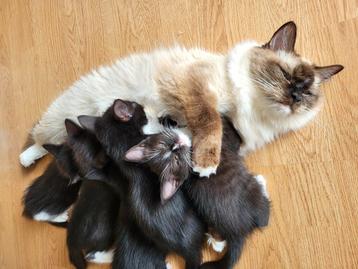 Nog 4 lieve ragdoll kittens halflang harig  beschikbaar voor biedingen