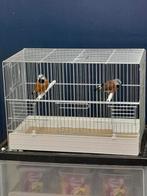 Gordelgrasvink koppel, Dieren en Toebehoren, Meerdere dieren, Tropenvogel