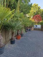 Winterharde palmbomen te koop, Tuin en Terras, Planten | Bomen, 100 tot 250 cm, Zomer, Palmboom, Ophalen