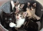 4 kittens (katertjes), Dieren en Toebehoren, Katten en Kittens | Overige Katten, Meerdere dieren