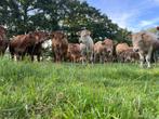 Gezocht Blonde d'Aquitaine / Limousine kalveren, Dieren en Toebehoren, Vrouwelijk, 0 tot 2 jaar