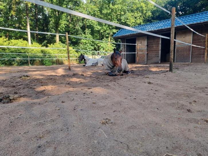 Bijbaan stalhulp, Dieren en Toebehoren, Stalling en Weidegang
