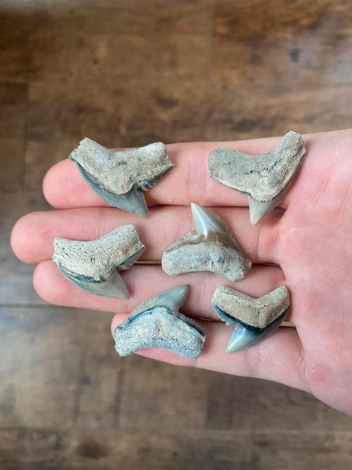 Haaientanden Lee Creek Tiger Shark, Verzamelen, Mineralen en Fossielen, Fossiel, Ophalen of Verzenden