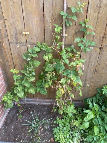 2 Frambozenstruiken - Lekker fruit uit eigen tuin! beschikbaar voor biedingen