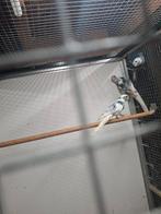 Bonte pennant rosella's, Dieren en Toebehoren, Vogels | Parkieten en Papegaaien, Meerdere dieren, Parkiet, Geringd