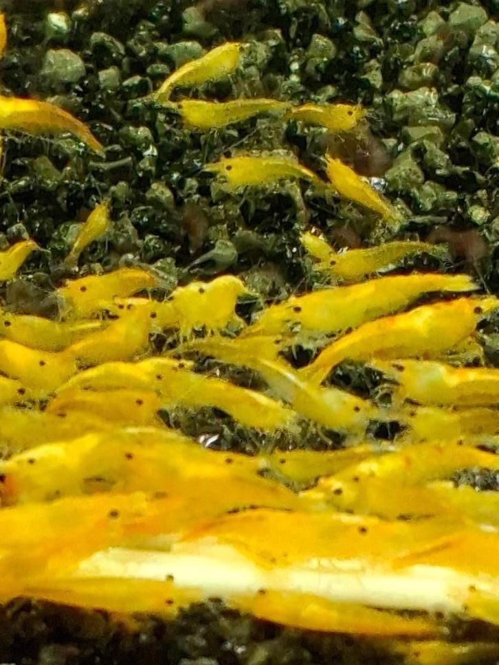 Garnalen, Dieren en Toebehoren, Vissen | Aquariumvissen, Zoetwatervis, Kreeft, Krab of Garnaal, Schoolvis