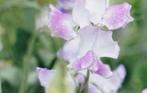 Zaden Lathyrus odoratus "Pink Ripple", Ophalen of Verzenden, Volle zon
