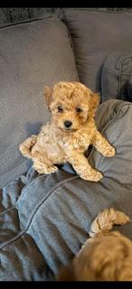 Toy poedel, Dieren en Toebehoren, Poedel, Rabiës (hondsdolheid), 8 tot 15 weken, Meerdere