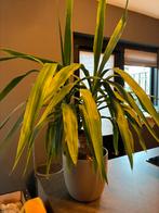 Plant gratis ophalen (zelf pot mee nemen), Ophalen, Halfschaduw, Minder dan 100 cm