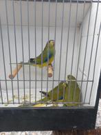 Elegant parkieten, Meerdere dieren, Parkiet