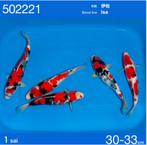 Showa kweker Isa, Karper of Koi