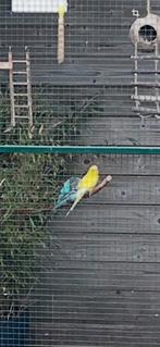 Gezocht grote boomtak, Dieren en Toebehoren, Meerdere dieren, Parkiet