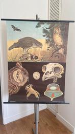 Schoolkaart De Buizerd door Jung Koch en Quentell, Antiek en Kunst, Antiek | Schoolplaten, Ophalen, Natuur en Biologie