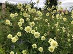 zaden schoepkruid cephalaria gigantea (vaste plant), Tuin en Terras, Verzenden, Voorjaar, Volle zon, Zaad