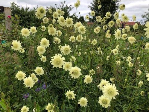 zaden schoepkruid cephalaria gigantea (vaste plant), Tuin en Terras, Bloembollen en Zaden, Zaad, Voorjaar, Volle zon, Verzenden