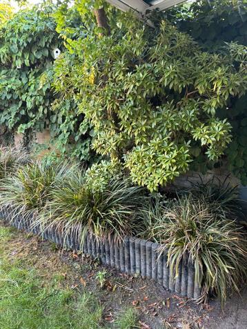 Gratis afhalen vaste planten beschikbaar voor biedingen