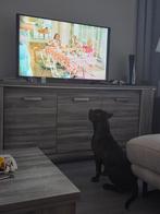 Amerikaanse stafford, 15 weken tot 1 jaar, Reu, American Staffordshire Terriër, Eén hond