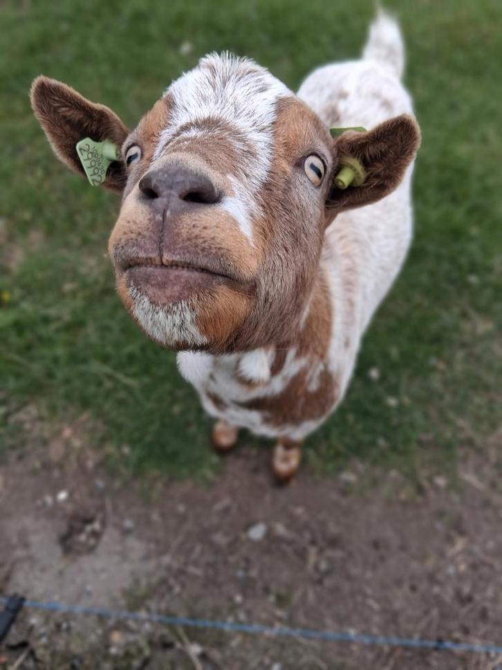 Geitjes, Dieren en Toebehoren, Schapen, Geiten en Varkens, Geit