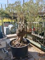 Oude olijf boom knoestig oude boom, Tuin en Terras, Planten | Bomen, Ophalen, Volle zon, Overige soorten, 100 tot 250 cm